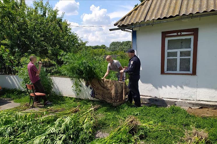 Житель Білоцерківщини виростив на своєму городі майже 400 кущів коноплі