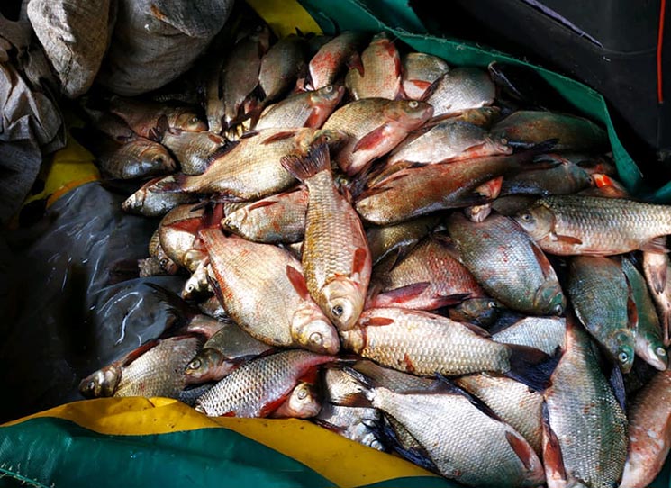 які незаконно наловили риби в річці Роставиця