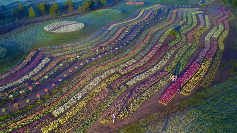 На Київщині розквітло майже 4-мільйонне поле тюльпанів