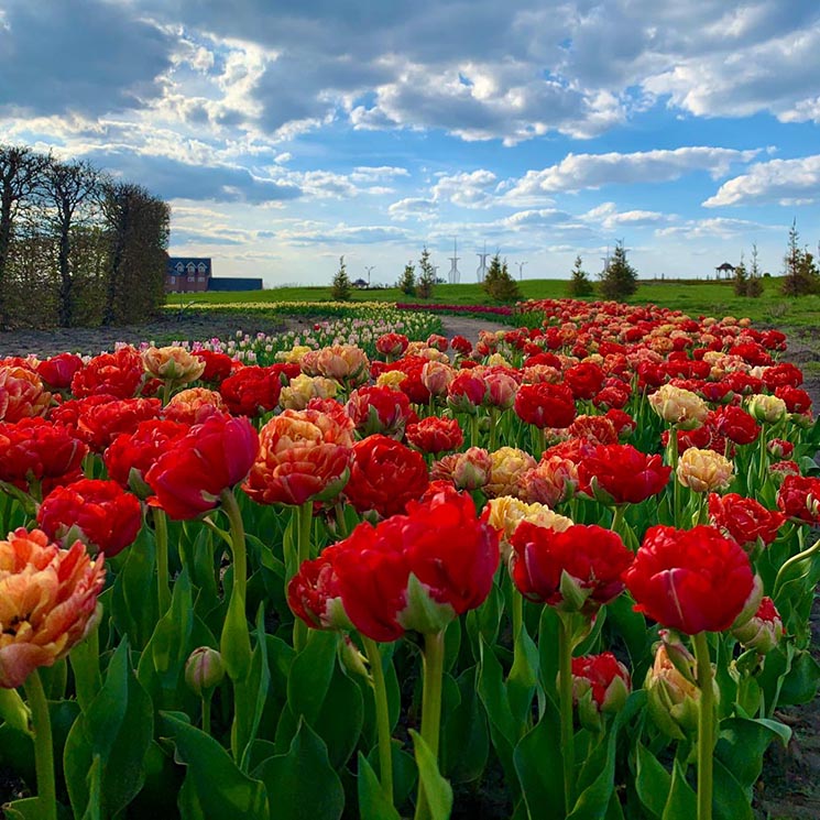 На Київщині розквітло майже 4-мільйонне поле тюльпанів