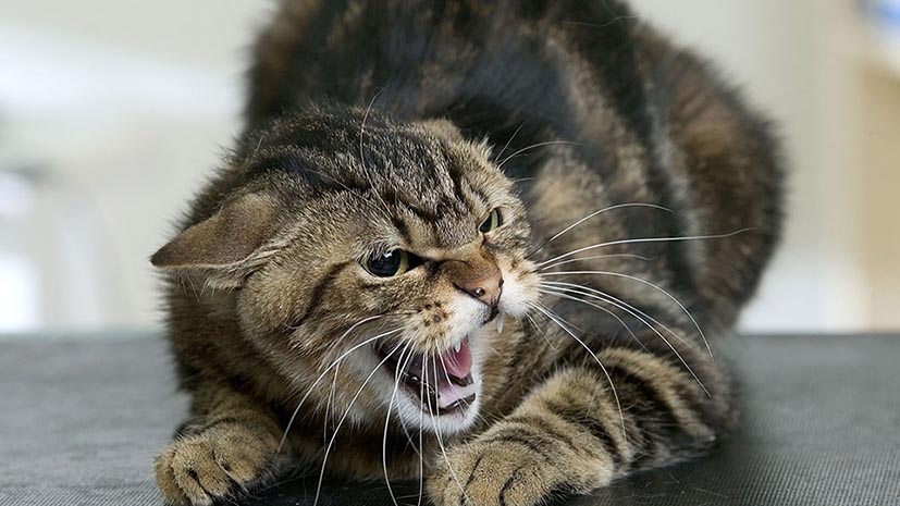 Через скаженого кота кілька сіл на Білоцерківщині закрили на карантин