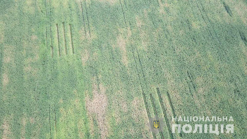 Майже 11 тисяч кущів: На Білоцерківщині виявили поле коноплі