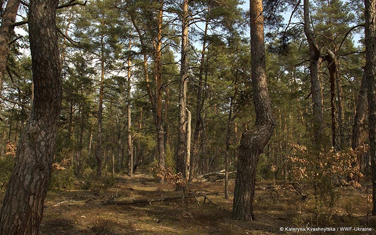 На Київщині офіційно з’явився перший природний ліс
